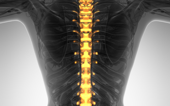 La colonna vertebrale è un organo di consapevolezza