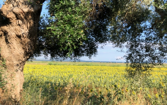 La Forza vitale nell'Uomo